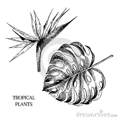 Vecotr hand drawn tropical plant icons. Exotic engraved leaves and flowers. Isoalated on white. Monstera leaf, bird of Vector Illustration