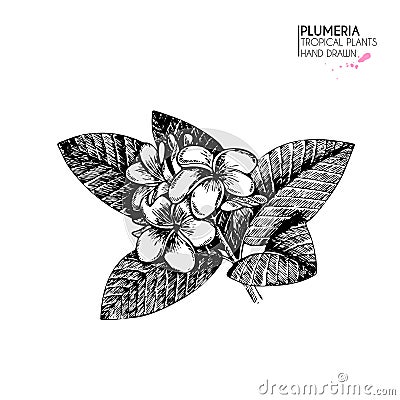Vecotr hand drawn tropical plant icons. Exotic engraved leaves and flowers. Isoalated on white. Plumeria frangipany Vector Illustration