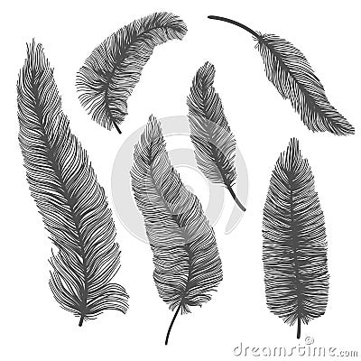 Vecto set of solhouette of birds feather on isolated white background. Decorative feathers collection Stock Photo