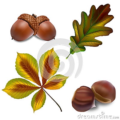 Vector acorn and chestnut with leaves Cartoon Illustration