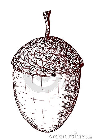 Vector acorn in strokes Vector Illustration