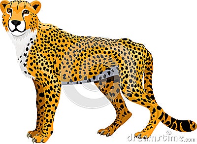 Vector african cheetah isolated Vector Illustration