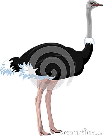 Vector african ostrich Vector Illustration