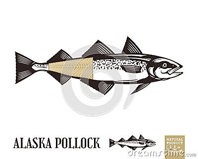 Vector alaska pollock illustration Vector Illustration