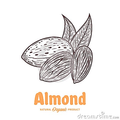 Vector almond hand-drawn illustration Vector Illustration