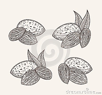 Vector almond hand-drawn illustrations Vector Illustration