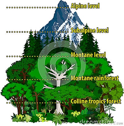 Vector Altitudinal zonation in mountains forest Vector Illustration