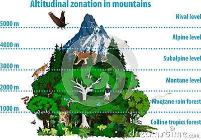 Vector Altitudinal zonation in mountains forest and rainforest and animals Vector Illustration