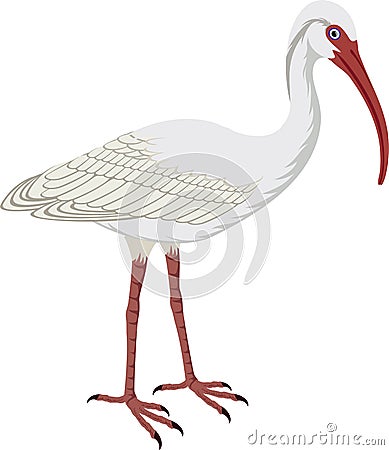 Vector American White Ibis Vector Illustration