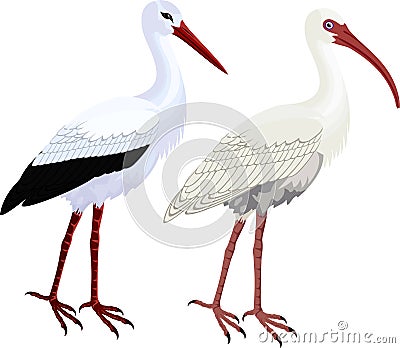 Vector American White Ibis and White stork Vector Illustration