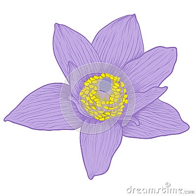 Vector anemone flower. Vector Illustration