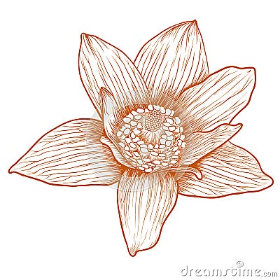 Vector anemone flower. Vector Illustration