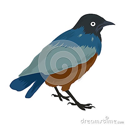 Vector animal clip art. Vector illustration of a blue starling Vector Illustration