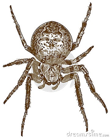 Engraving illustration of big cross spider Vector Illustration