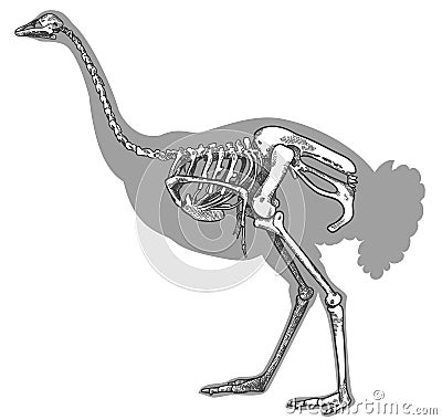 Engraving illustration of ostrich skeleton Vector Illustration