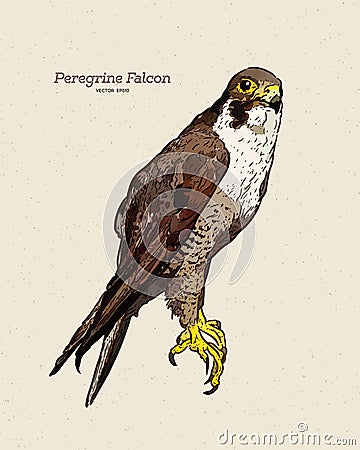 Vector antique engraving drawing illustration of peregrine falcon Vector Illustration