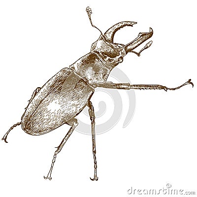 Engraving illustration of beetle deer Vector Illustration