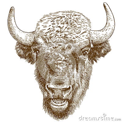 Engraving antique illustration of bison head Vector Illustration