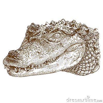 Engraving illustration of crocodile head Vector Illustration