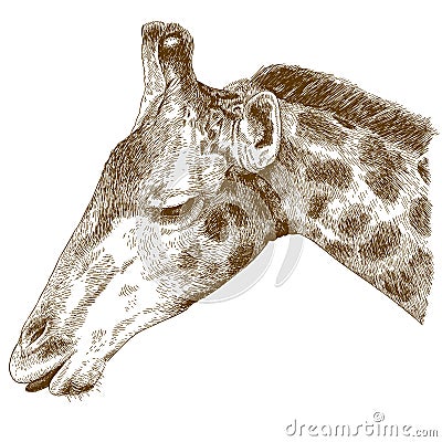 Engraving illustration of giraffe head Vector Illustration