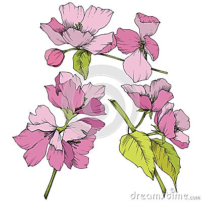 Vector. Appe blossom flowers. Pink and green engraved ink art. I Vector Illustration
