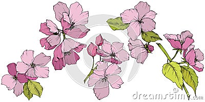 Vector. Appe blossom flowers. Pink and green engraved ink art. I Vector Illustration