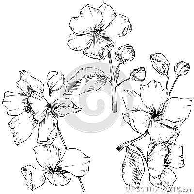 Vector. Appe blossom flowers. Wild spring leaf. Isolated apple b Vector Illustration