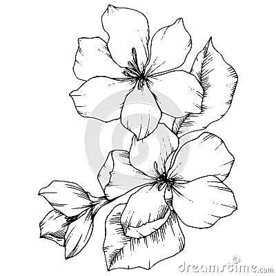 Vector Apple blossom floral botanical flower. Black and white engraved ink art. Isolated flowers illustration element. Vector Illustration