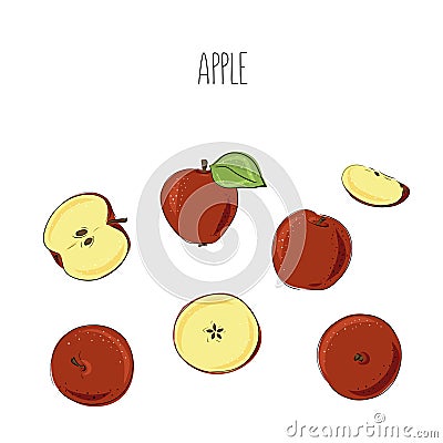 Vector apples hand drawn set . Sketch vector food illustration. Vintage style. Slice and whole fruit Cartoon Illustration