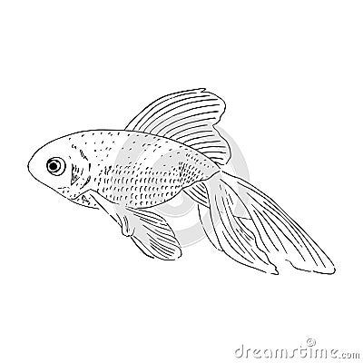 Vector aquarium golden fish silhouette hand drawn illustration. Ink pen sketch style. icon Vector Illustration