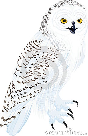 Vector arctic snowy owl illustration Vector Illustration