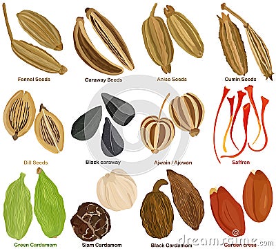 Vector of aromatic culinary Herb. Different seed spice - Fennel Caraway Anise Cumin Dill Cumin Ajwain Saffron Cardamom Garden Cartoon Illustration