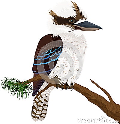 Vector australian Laughing kookaburra on branch Vector Illustration