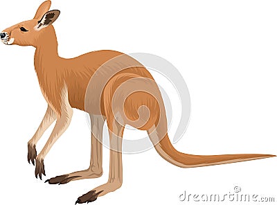 Vector australian red kangaroo illustration Vector Illustration
