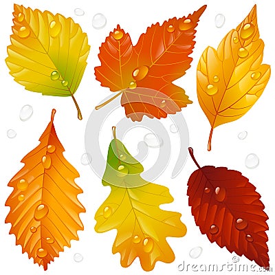 Vector autumn leaf set Vector Illustration