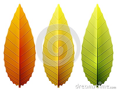 Vector autumn leaves collections Vector Illustration