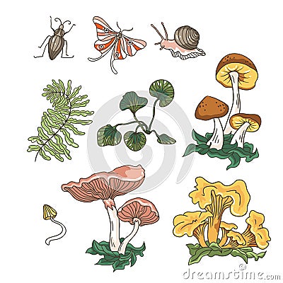 Vector autumn set of mushrooms, fern, plants and insects. Vector Illustration