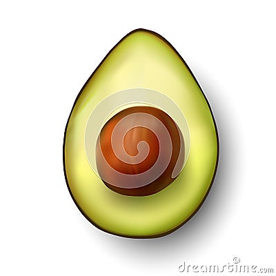 Vector avocado illustration Vector Illustration