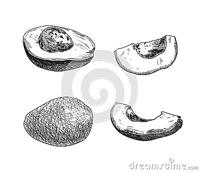 Vector Avocado Sketches Set, Black Drawings Isolated, Hand Drawn Fruits. Vector Illustration