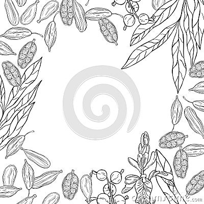 Vector background with cardamom Vector Illustration