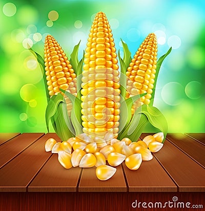 Vector background with grains and cobs of corn on a wooden tabl Vector Illustration