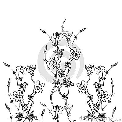 Vector background with hand drawing black and white flowers Vector Illustration