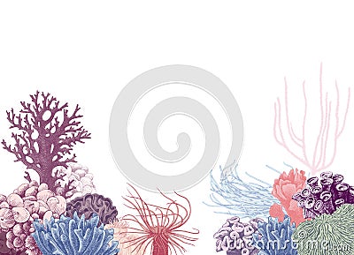 Vector background with colorful coral reef Vector Illustration