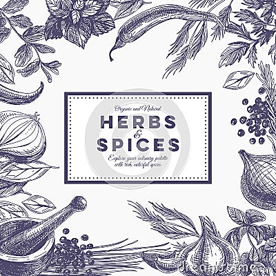 Vector background with hand drawn herbs and spices Vector Illustration