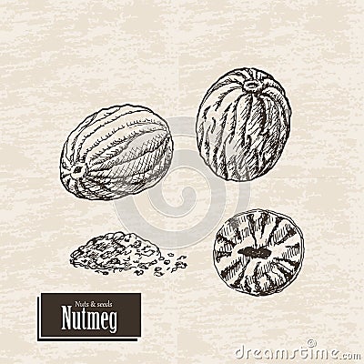 Vector background with nutmeg Vector Illustration