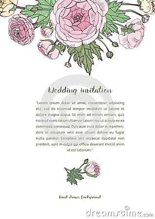 Vector background with pink ranunculus flowers. holiday, wedding invitation design. Vector Illustration