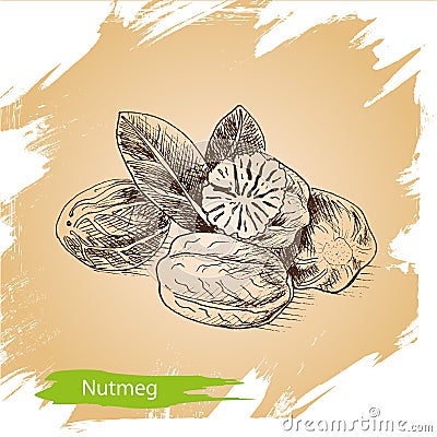 Vector background sketch nutmeg. Illustration spices. Stock Photo