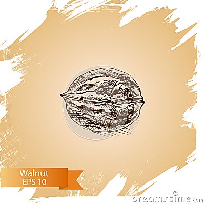 Vector background sketch walnuts. Illustration nuts. Cartoon Illustration