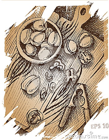 Vector background , sketch , walnuts Cartoon Illustration