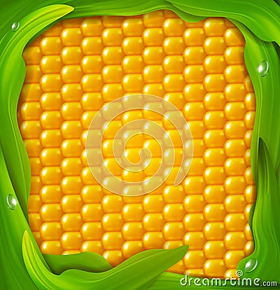 Vector background. Yellow corn, green leaves around Vector Illustration